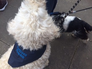 Barristers, Clerks…and dogs…raise £1,000 participating in the Newcastle Legal Walk