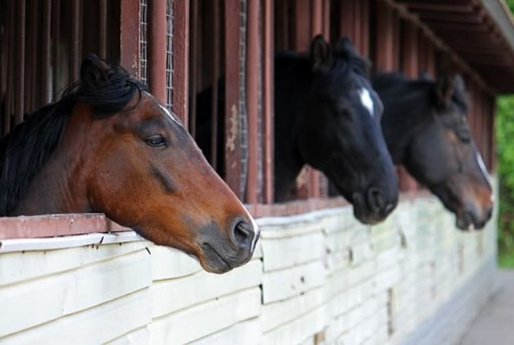 No foreseeable risk of upper limb injury from work with horses.